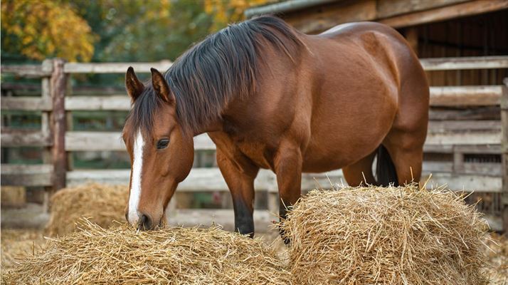 Hästfoder - en guide till din hästs välmående